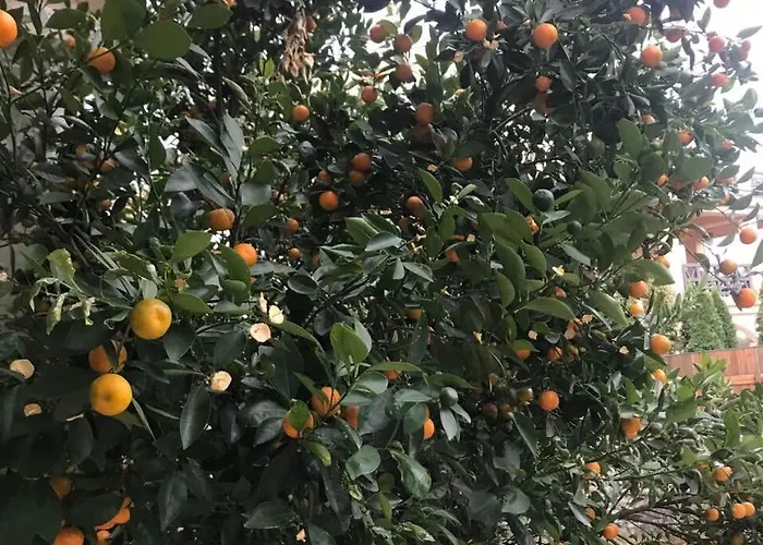 Vukcevic Appartement