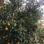 Vukcevic דירה